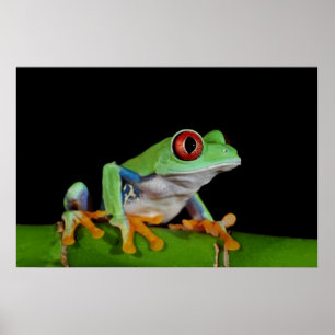 röd synad trädgroda poster