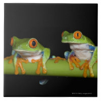 Röd-synade trädgrodor (Agalychnis callidryas)