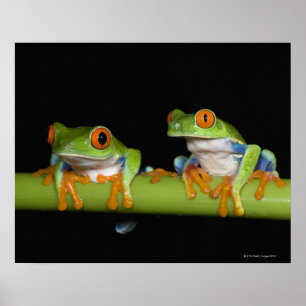 Röd-synade trädgrodor (Agalychnis callidryas) Poster