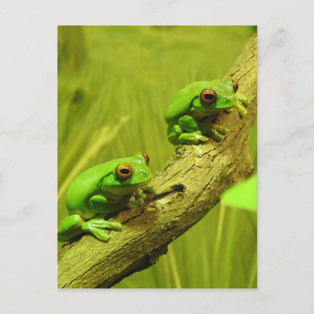 Röd-synade trädgrodor helg vykort (Framsida)