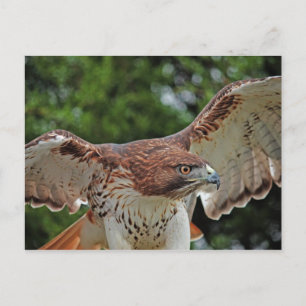 Röd-tailad Hawk 2-vykort Vykort