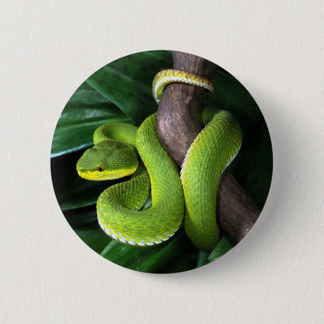 Röd-tailed bambupitviper knapp (Framsida)