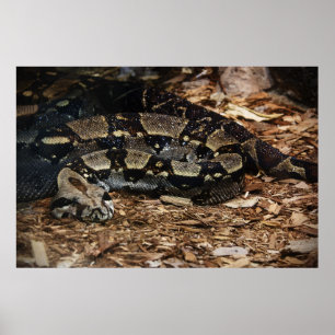 Röd Tailed Boa Poster