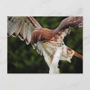 Röd-tailed Hawk-vykort Vykort
