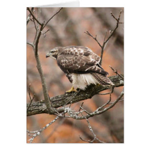 Röd-tailed hök hälsningskort