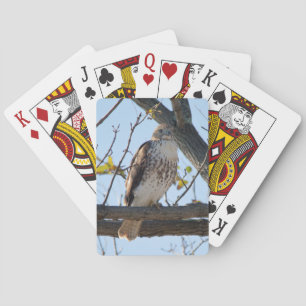 Röd Tailed hök i flyg Casinokort