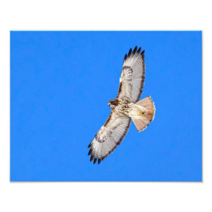 Röd Tailed hök i flyg Fototryck