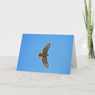 Röd-Tailed hök i flyg Kort