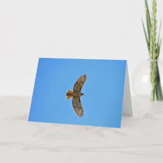 Röd-Tailed hök i flyg Kort
