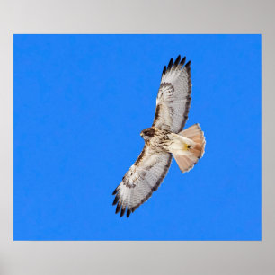 Röd Tailed hök i flyg Poster