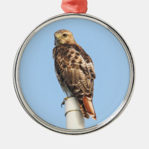 Röd-tailed hök julgransprydnad metall