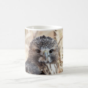 Röd Tailed hök Kaffemugg