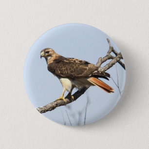 Röd-tailed hök knapp
