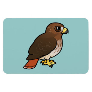 Röd-tailed hök magnet