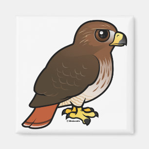 Röd-tailed hök magnet