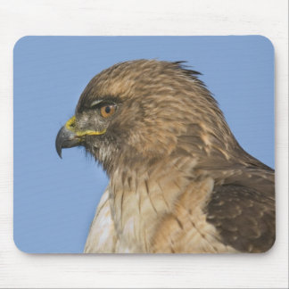 Röd-tailed hök musmatta