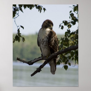 Röd Tailed hök Poster