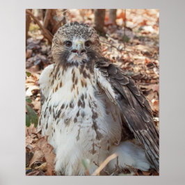 Röd Tailed hök Poster