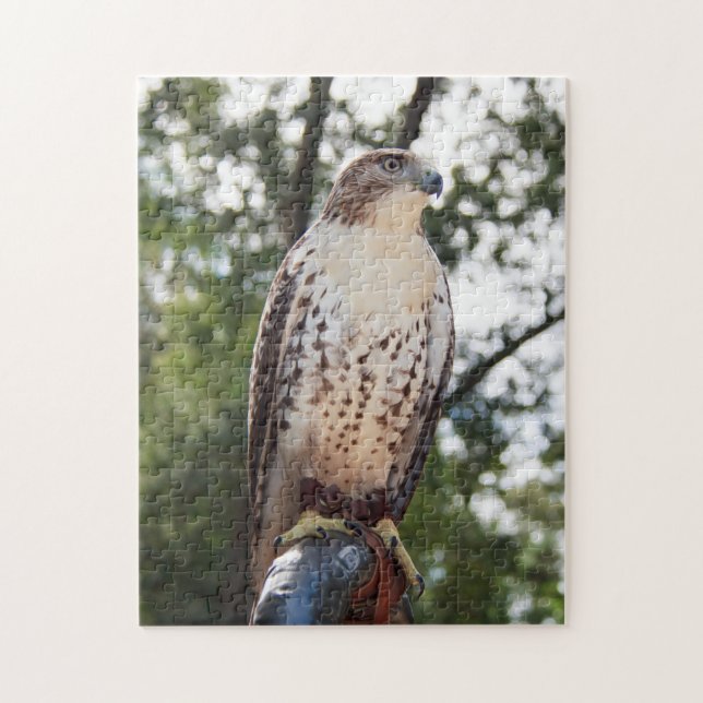 Röd-Tailed hök Pussel (Vertikal)
