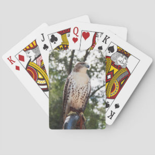 Röd-Tailed hök Spel Kort
