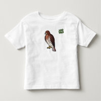 Röd-Tailed hök