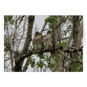 Röd-Tailed hökar Hälsningskort