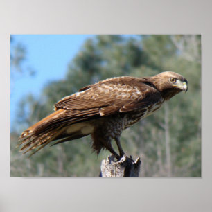 Röd-tailed hökblick poster