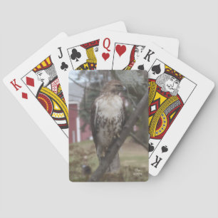 Röd-tailed hökcykel som leker kort spel kort