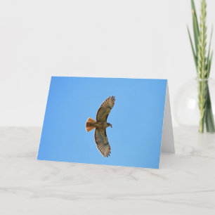 Röd-Tailed hökfoto Kort