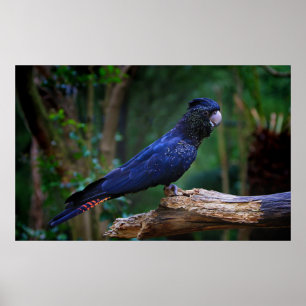 Röd-tailed kakaduafågel poster