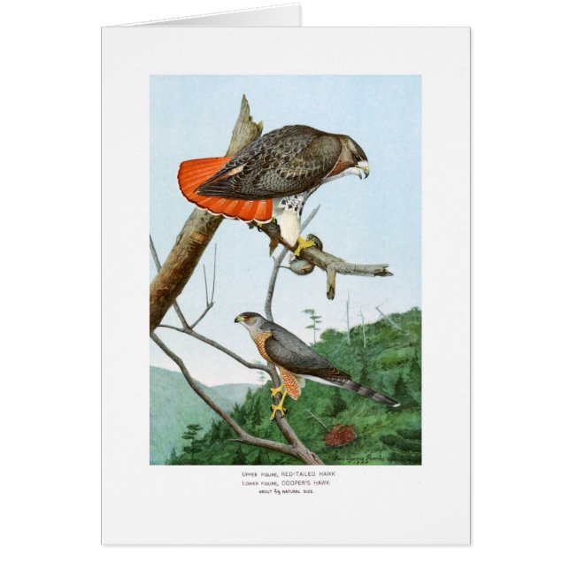 Röd-tailed och coopers hökar hälsningskort (Framsidan)