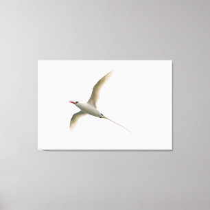 Röd-tailed Tropicbird Canvastryck