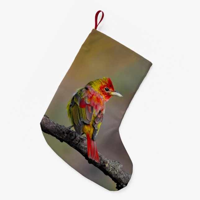 Röd tangara ruggar - Originalfotografi Liten Julstrumpa (Framsidan (Hängande))
