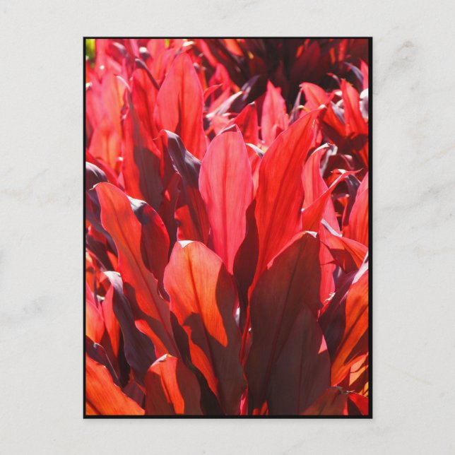 Röd Ti Vykort (Framsida)