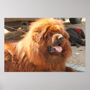Röd tibetan Mastiff Poster