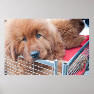 Röd tibetansk mastiff poster