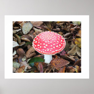 Röd toadstool, Amanita muscaria Poster