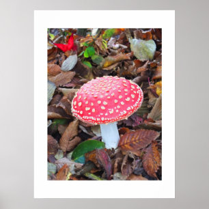Röd toadstool, Amanita muscaria Poster