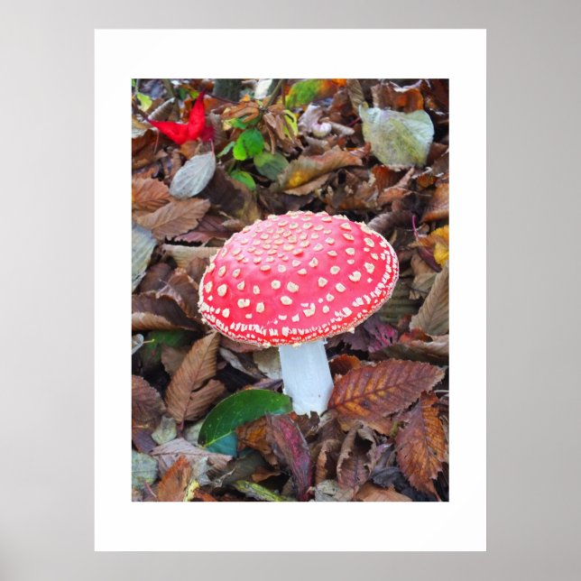 Röd toadstool, Amanita muscaria Poster (Framsidan)