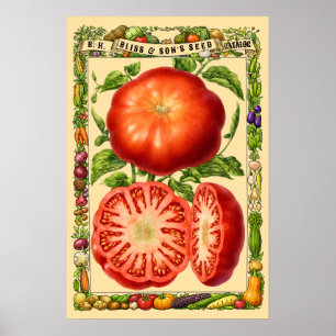 Röd tomat Retro Viktoriansk era botanisk konst Poster