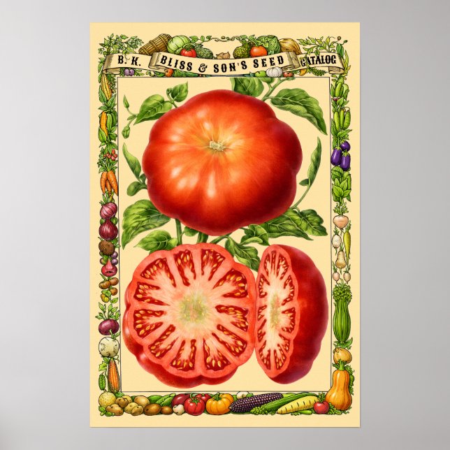 Röd tomat Retro Viktoriansk era botanisk konst Poster (Framsidan)