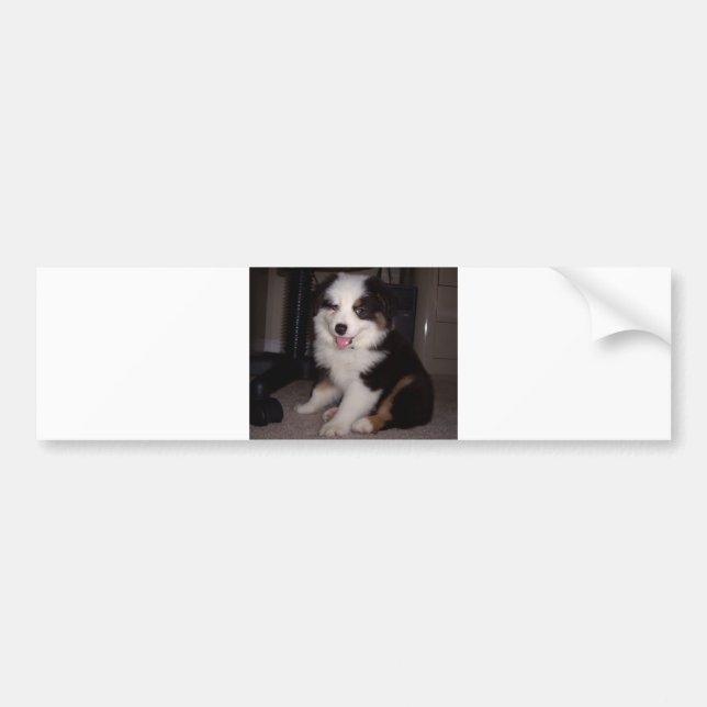 röd tri Puppy mini aussie Bildekal (Framsidan)
