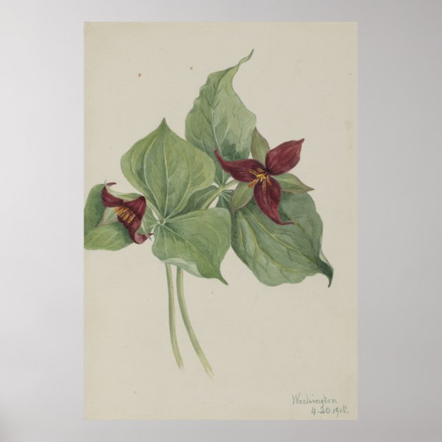 Röd trillium (Trillium erectum) Poster (Framsidan)