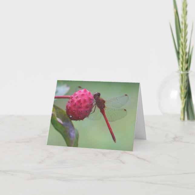 Röd Trollslända Naturfotografering Notering Kort (Framsida)