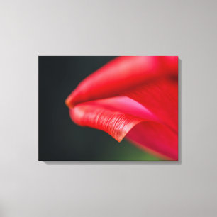Röd tulpan blomblad närbild makro fotografi canvastryck