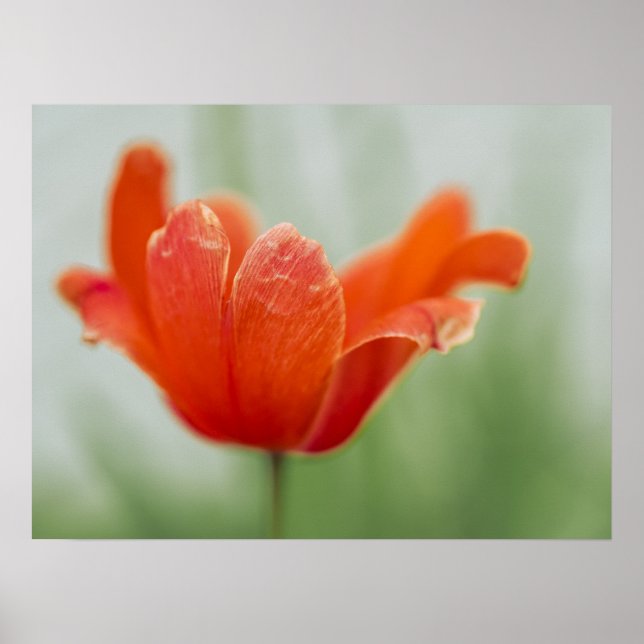 Röd Tulpan Blomma Närbild Kronblad Natur Fotografi Poster (Framsidan)