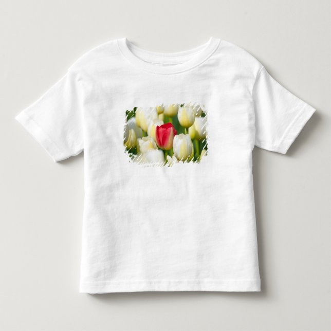 Röd tulpan i ett fält av vittulpan tee (Framsida)