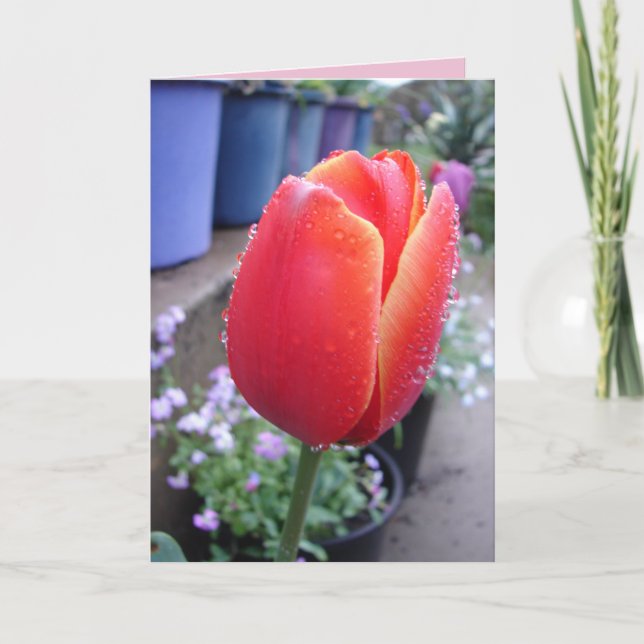 Röd Tulpan och Regndroppar blomstergrej Kort (Framsida)
