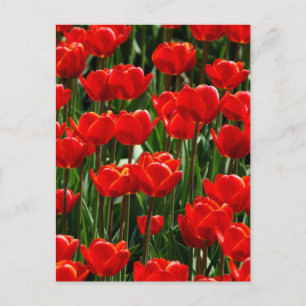 Röd Tulpan Ros Blommor Fotografering Vykort