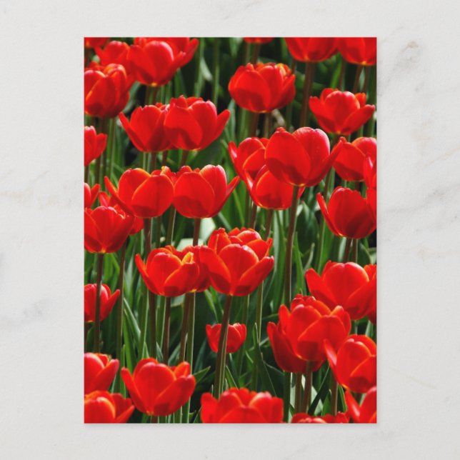 Röd Tulpan Ros Blommor Fotografering Vykort (Framsida)